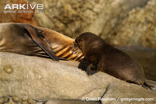 Illustration for article titled Pinnipednesday - Arctocephalus townsendi Edition
